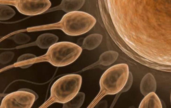 Test na zdraví spermií zvyšuje šanci otěhotnět až o 30 procent